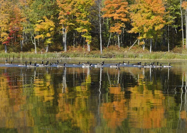 Oies sur le lac en automne — Zdjęcie stockowe