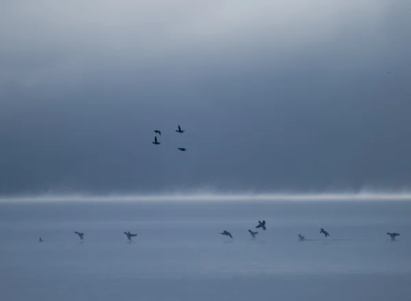 Débarquement des canards au crépuscule — Photo
