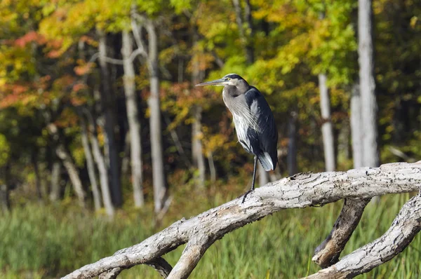 Heron in beschermd gebied — Stockfoto