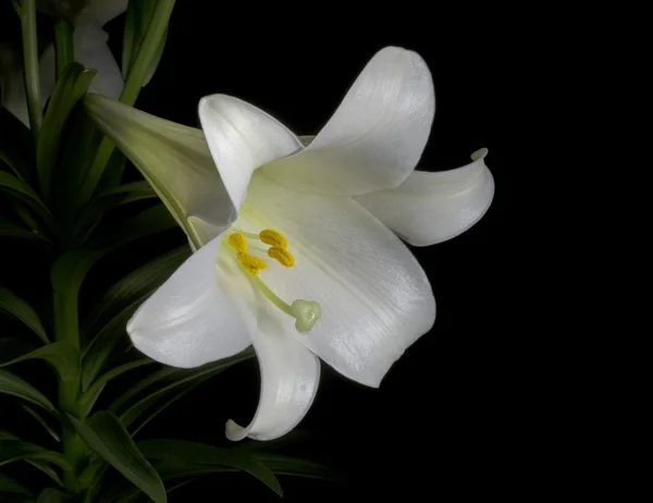 Påske Lily Closeup - Stock-foto