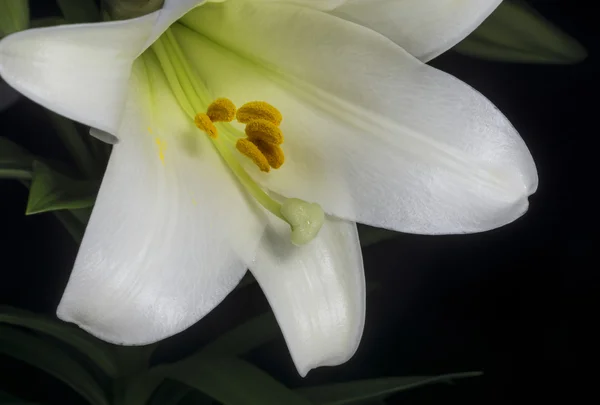 Detail na easter lily pylu lusky — Stock fotografie