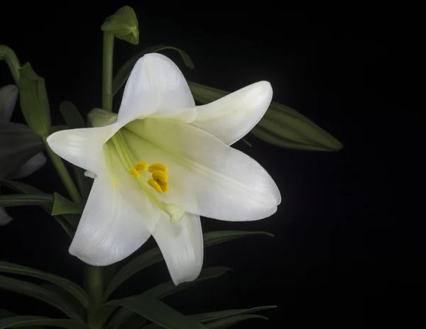 Easter Lily — Stock Photo, Image