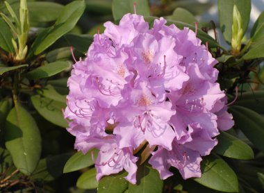 pembe ormangülü çiçek