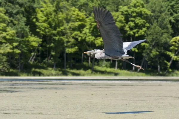 Голубая цапля летать — стоковое фото