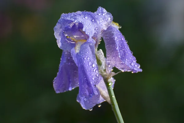 Única flor da íris — Fotografia de Stock