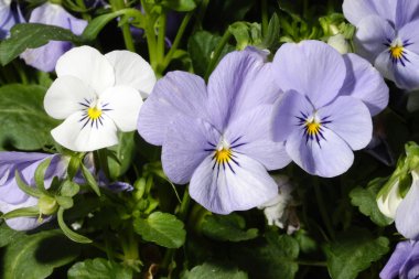beyaz & mor Hercai Menekşe