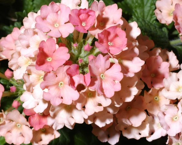 Verbena Blossom sfondo — Foto Stock