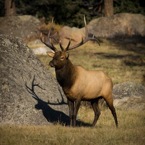 6 x 6 bull elk Stock Snímky