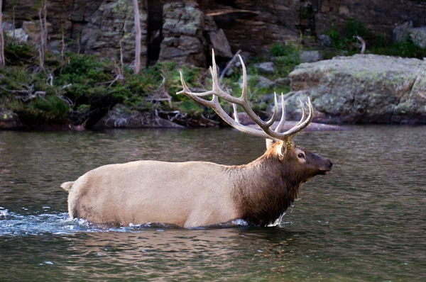 Wadding Elk — Stock Photo, Image