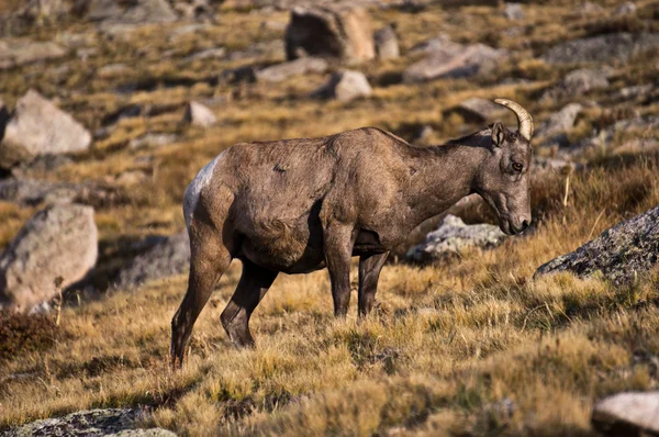 Bighorn Ewe — Stock Photo, Image