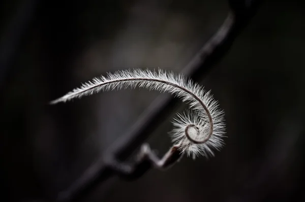 山のマホガニーの種子. ストック画像