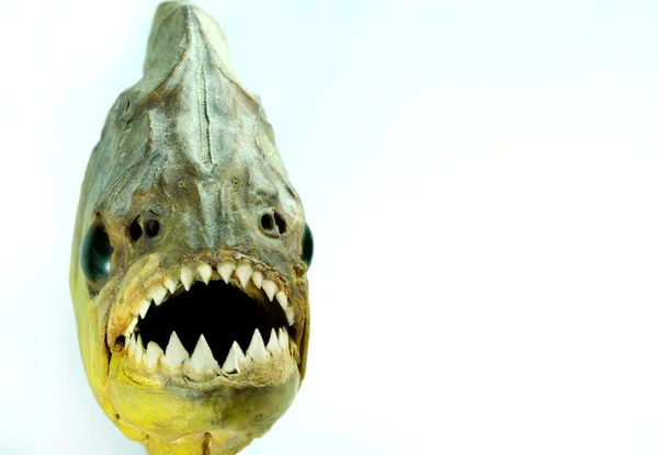 Piranhas — Stock Photo, Image