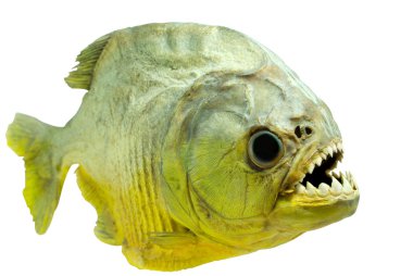 Piranha side on isolated clipart