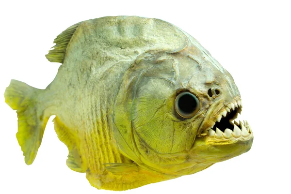 Piranha lato isolato — Foto Stock