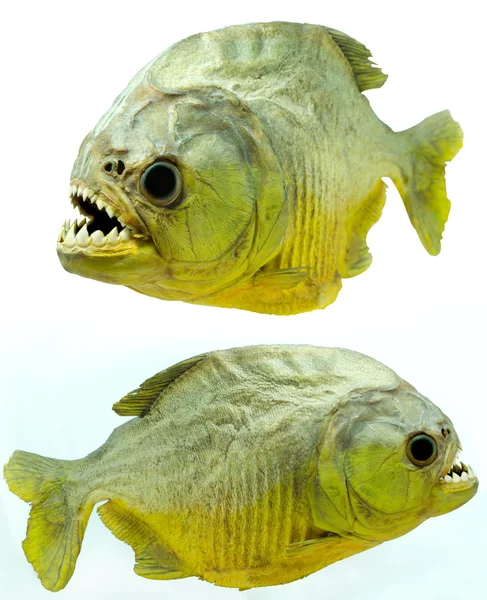 Piranha side on isolated — Stock Photo, Image