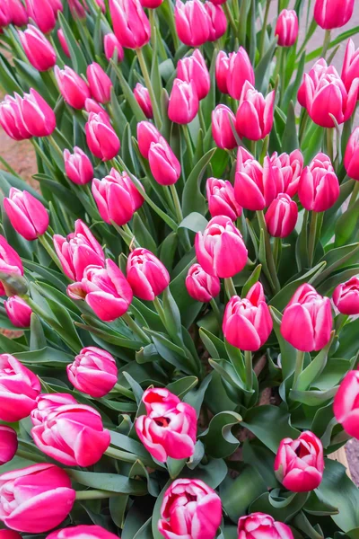 Tulip trädgård i naturen parkerar — Stockfoto