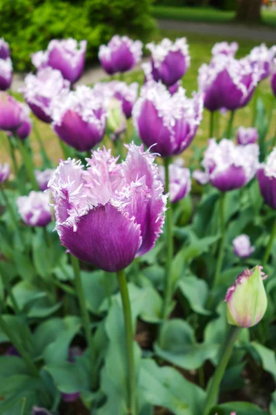 Tulip trädgård i naturen parkerar — Stockfoto