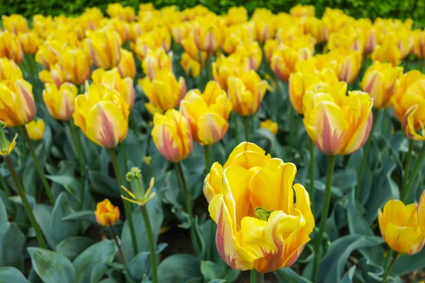 Tulip trädgård i naturen parkerar — Stockfoto