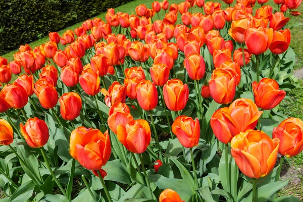 Tulip garden in nature park — Stock Photo, Image