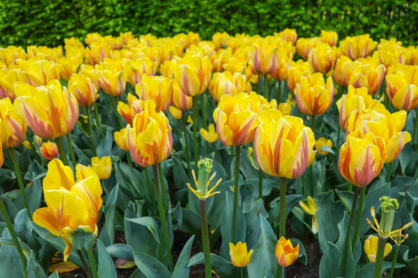 Tulip trädgård i naturen parkerar — Stockfoto