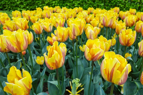 Tulip trädgård i naturen parkerar — Stockfoto