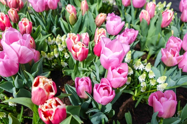 Tulip trädgård i naturen parkerar — Stockfoto