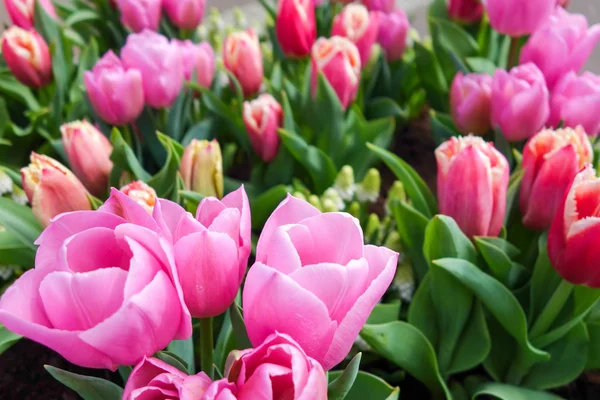 Tulip garden in nature park — Stock Photo, Image