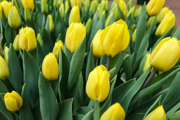 Tulip trädgård i naturen parkerar — Stockfoto