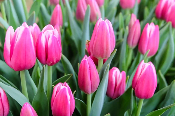 Tulip trädgård i naturen parkerar — Stockfoto