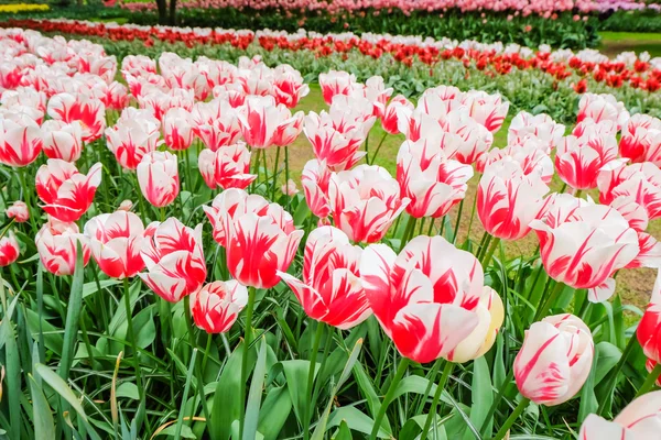 Tulip trädgård i naturen parkerar — Stockfoto