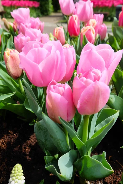 Tulip trädgård i naturen parkerar — Stockfoto