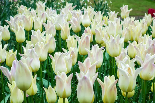 Färgglada blommor trädgård i naturen parkerar — Stockfoto