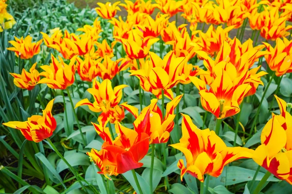 Färgglada blommor trädgård i naturen parkerar — Stockfoto