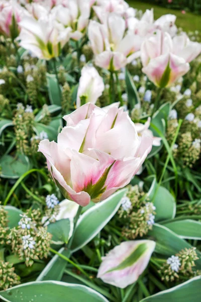 Colorful flowers garden in nature park — Stock Photo, Image