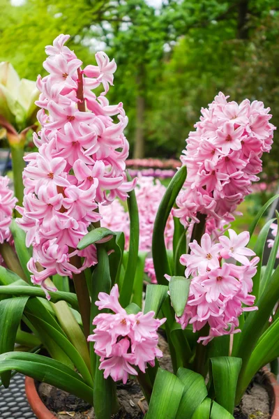 renkli çiçek Bahçe doğa parkı