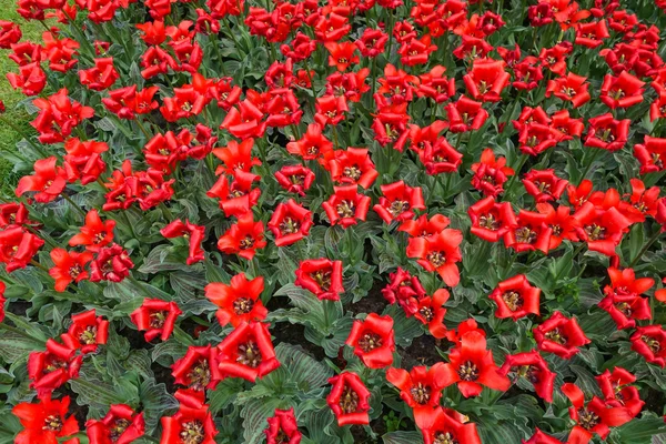 Colorful flowers garden in nature park — Stock Photo, Image