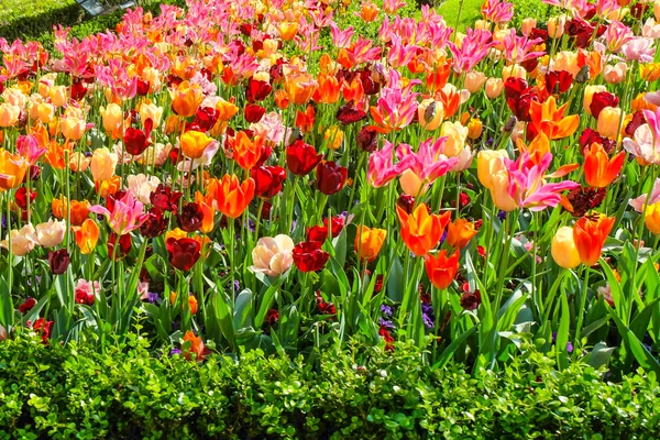 Färgglada blommor trädgård i naturen parkerar — Stockfoto