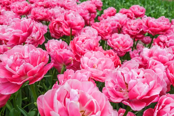 Färgglada blommor trädgård i naturen parkerar — Stockfoto