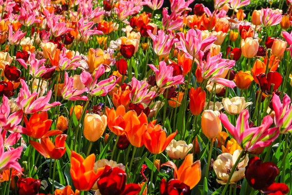 Colorful flowers garden in nature park — Stock Photo, Image