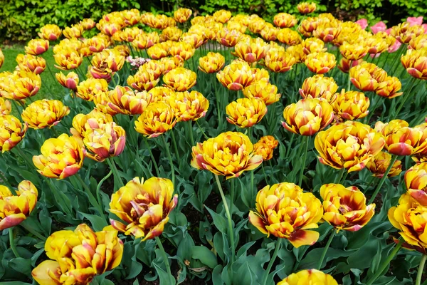 Färgglada blommor trädgård i naturen parkerar — Stockfoto
