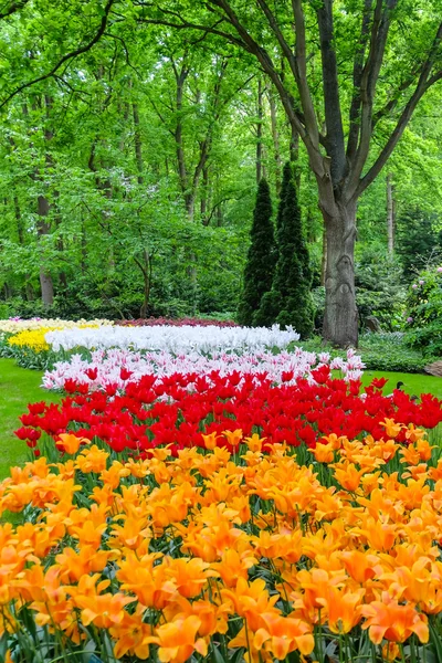 Farbenfroher Blumengarten im Naturpark — Stockfoto