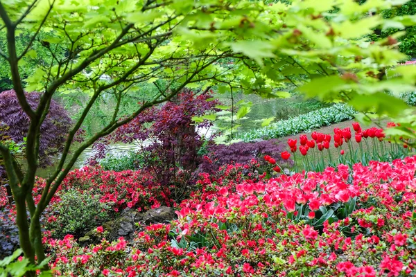 Colorful flowers garden in nature park — Stock Photo, Image