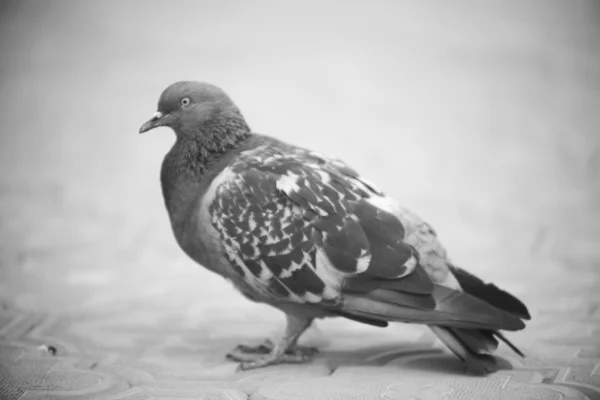 Pombo — Fotografia de Stock