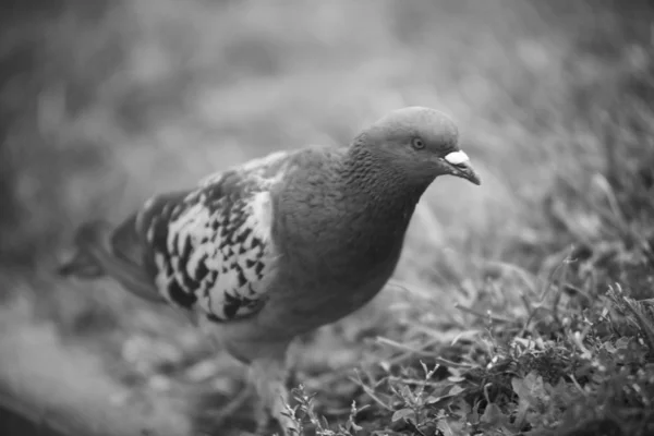 Pombo — Fotografia de Stock