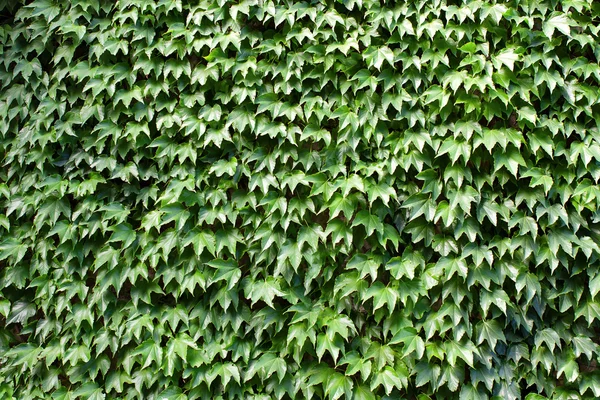 Background of green leaves — Stock Photo, Image