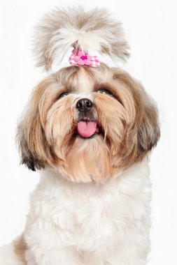 Bir köpeğin portresi.