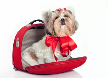bir torbaya tüylü köpek