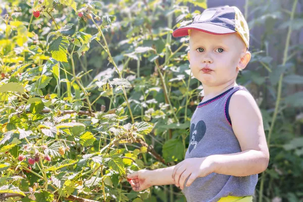 Bir çocuk çalılıktan ahududu topluyor.
