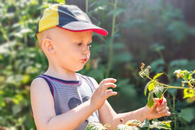 Bir çocuk çalılıktan ahududu topluyor.