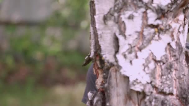 Portrait of a guy with headphones peeking out from behind a birch tree — Stock Video